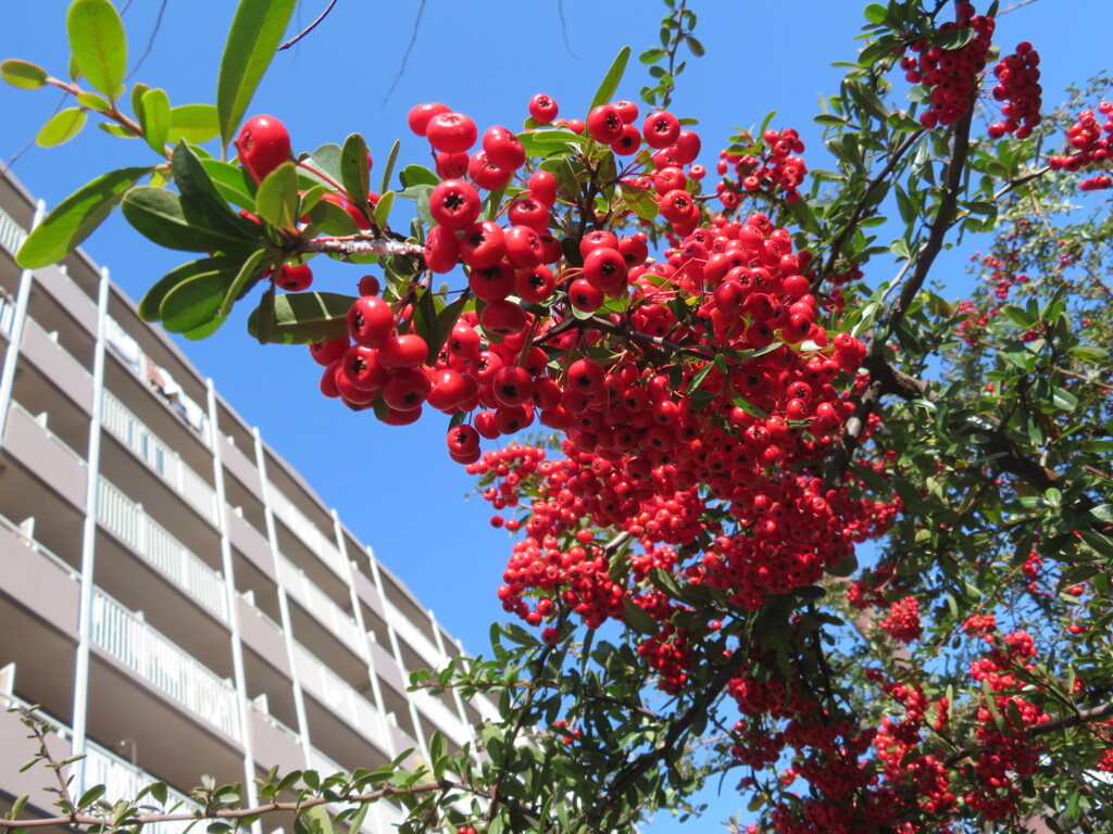 元気いっぱいのピラカンサ