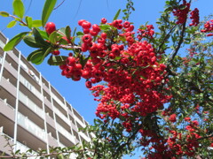 元気いっぱいのピラカンサ