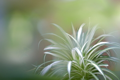 orizururan orizururan