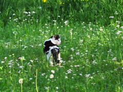 花と猫