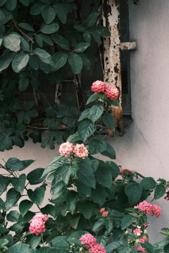 古窓とランタナ 古窓とランタナ