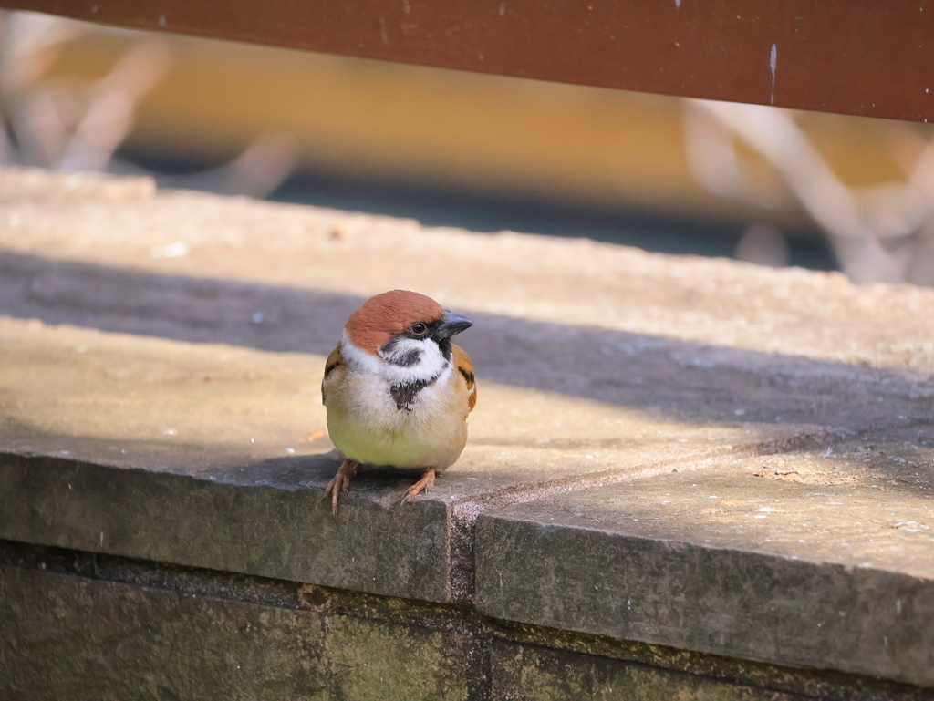 ちゅんまるこちゃん