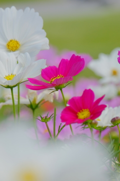 秋桜の花