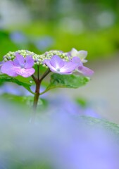 花歩記