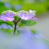 花歩記