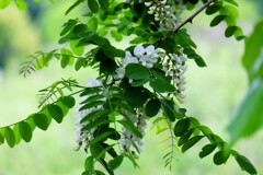 偽アカシアの花