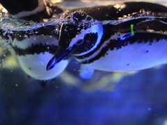 ペンギンさん