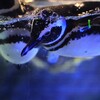 ペンギンさん