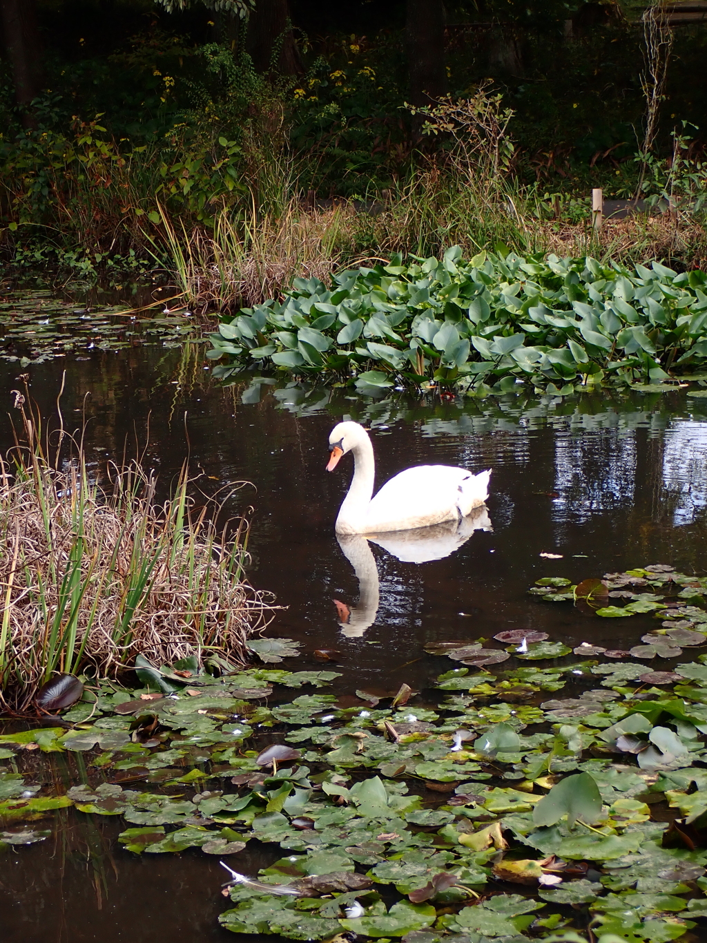 池の白鳥