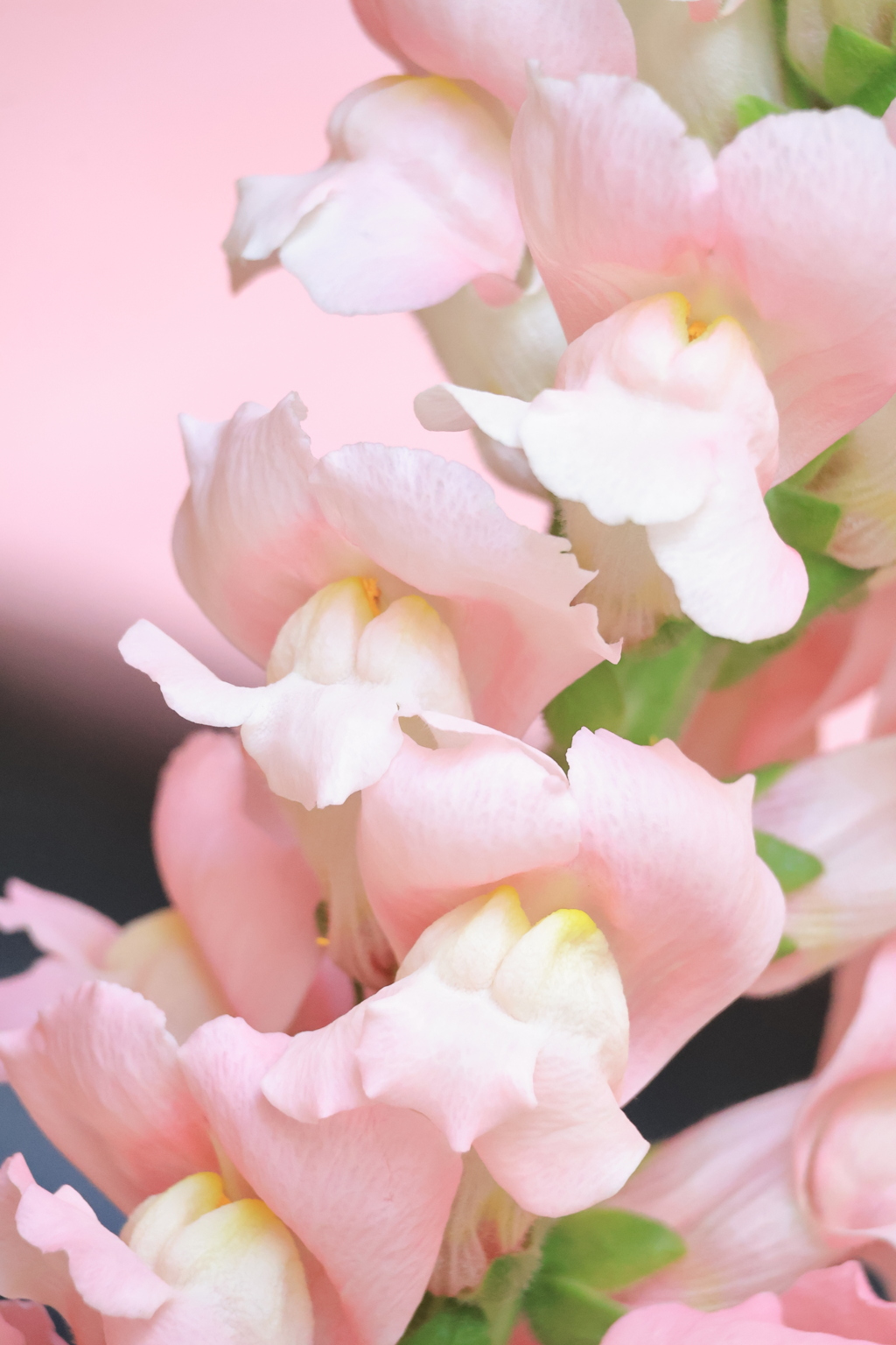 きんぎょ草