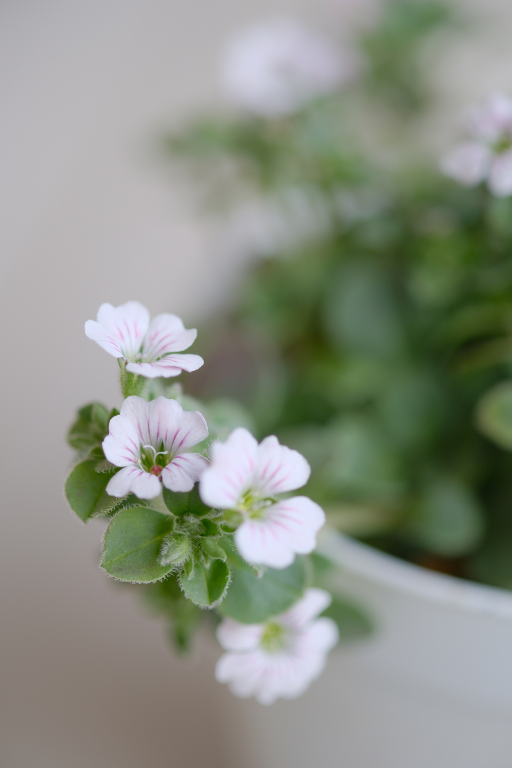 白い小花