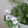 白い小花