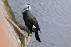 鳥の佇まい