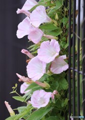 花歩記
