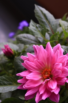 あした咲く花、今日咲いた花