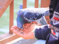 生きているんだ、友達なんだ