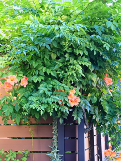 晩夏の花