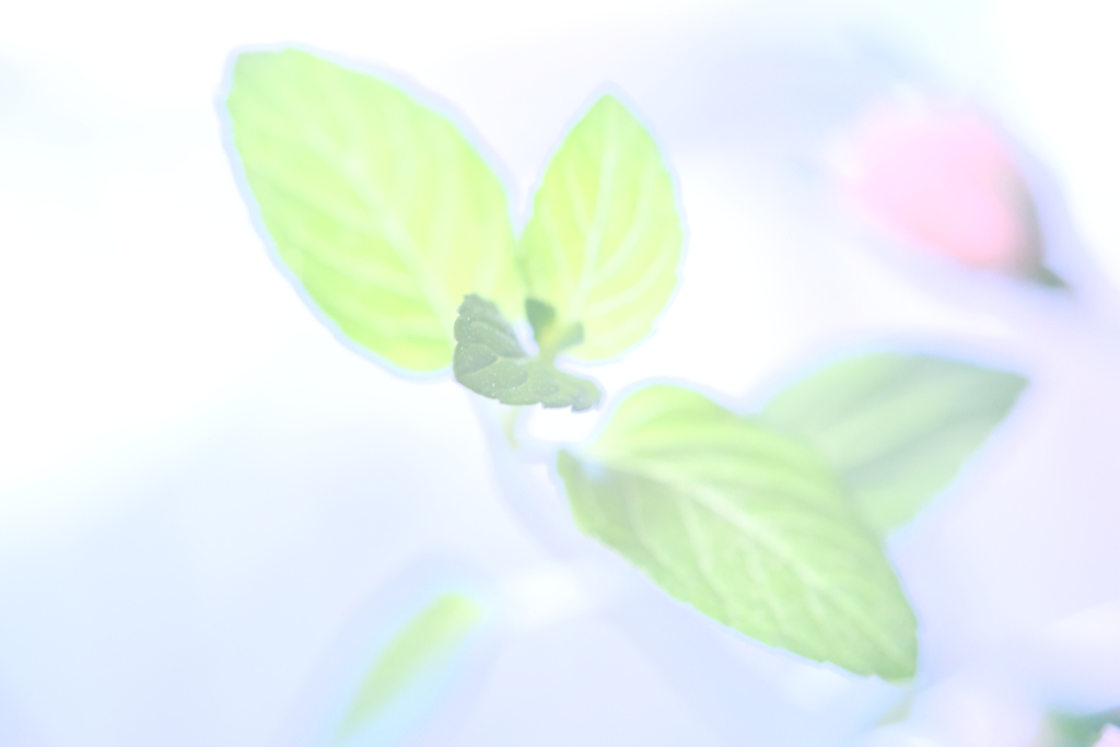 儚