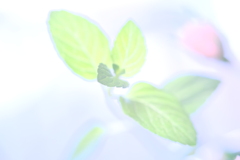 儚