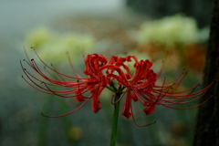 木陰の彼岸花