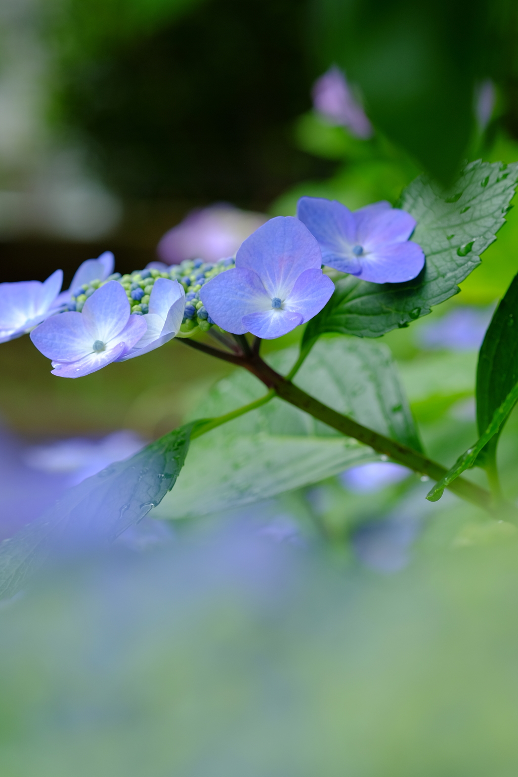 花歩記