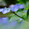 花歩記