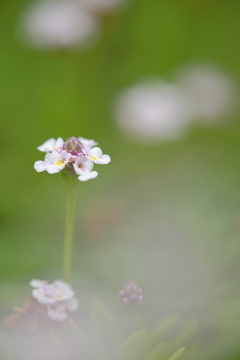 小さな花が咲いた日
