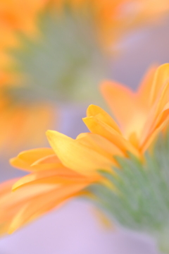 夏花