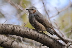 ときどき　鳥