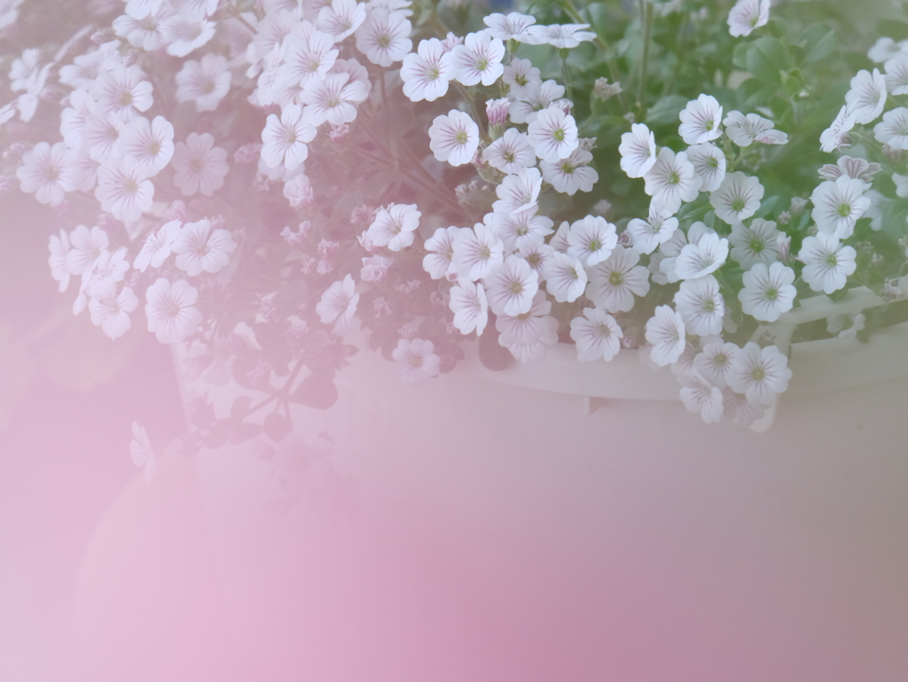 かすみ草