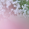 かすみ草