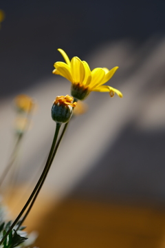 花壱輪
