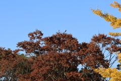 鳥が鳴く