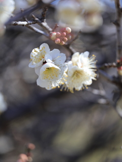 花ゆらす　薄墨の風