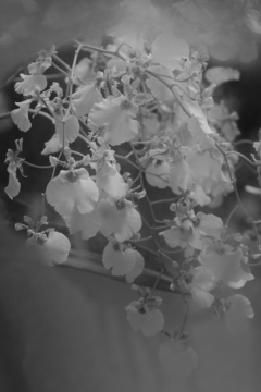 蘭・・小さなのぞき窓から