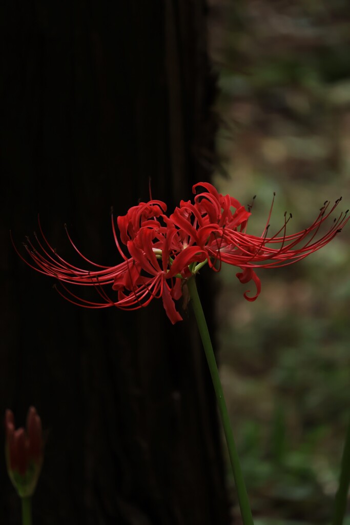 higanbana