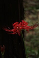 higanbana