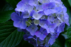 花歩記