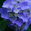 花歩記