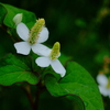 花歩記