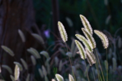 秋草