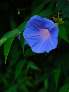 花歩記