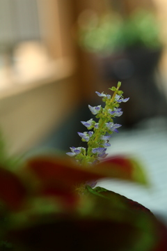 花便り　【コリウスの花】