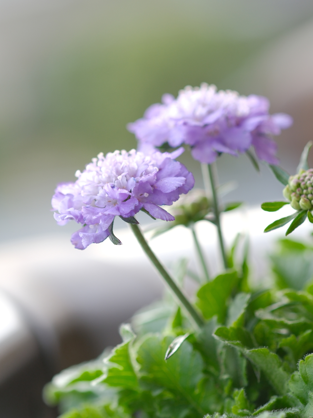 西洋まつむし草