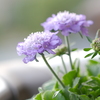 西洋まつむし草