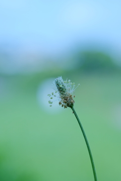種