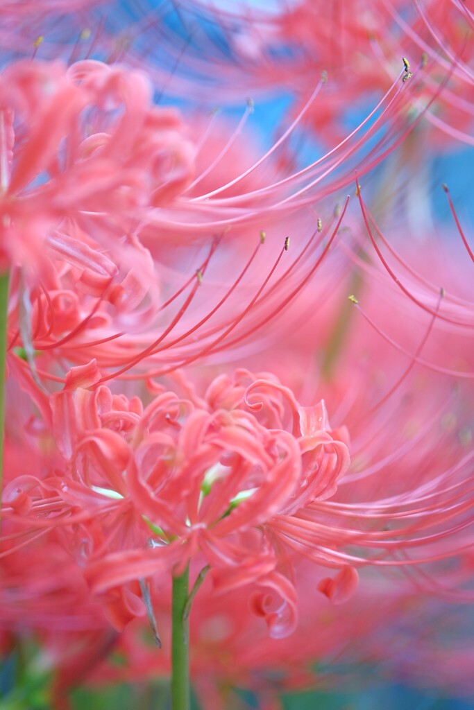 ひがん花