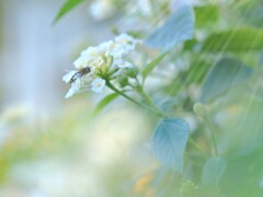 秋淡く