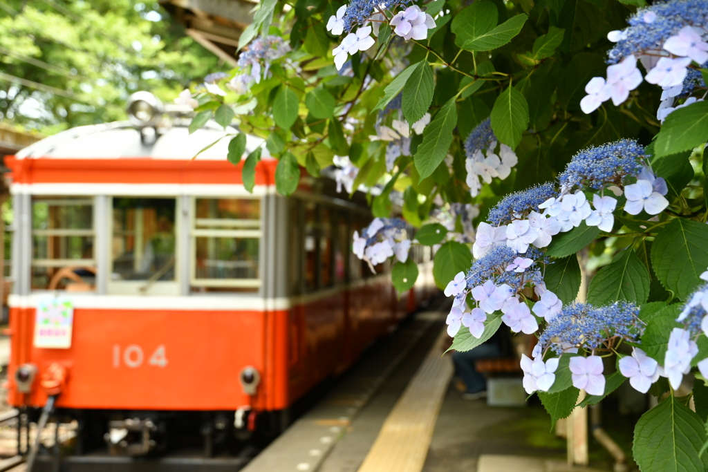 紫陽花とモハ一形 大平台駅にて