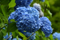 紫陽花 箱根にて